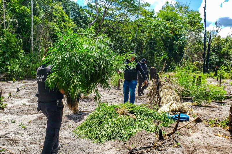 Polícia Civil destrói mais de 200 t de maconha durante operação Colheita Maldita II <div class='credito_fotos'>Foto: Leandro Santana / Ascom PCPA   |   <a href='/midias/2020/originais/6716_cd48098e-2cb2-b6ed-680a-d7d2eb53e554.jpg' download><i class='fa-solid fa-download'></i> Download</a></div>