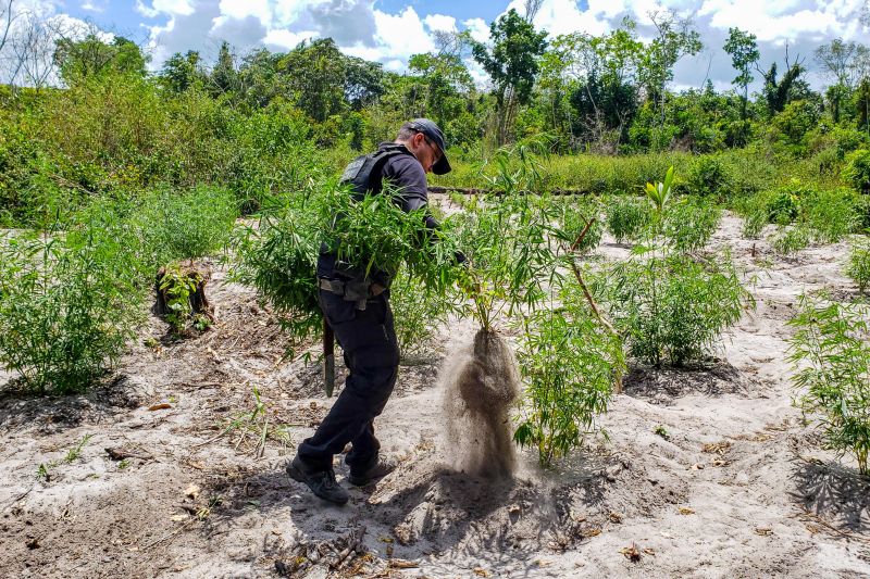 Polícia Civil destrói mais de 200 t de maconha durante operação Colheita Maldita II <div class='credito_fotos'>Foto: Leandro Santana / Ascom PCPA   |   <a href='/midias/2020/originais/6716_cf3ea930-13de-52fa-f874-c734e8ee5a9a.jpg' download><i class='fa-solid fa-download'></i> Download</a></div>