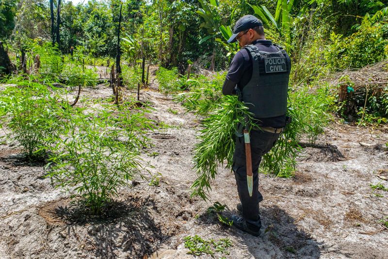 Polícia Civil destrói mais de 200 t de maconha durante operação Colheita Maldita II <div class='credito_fotos'>Foto: Leandro Santana / Ascom PCPA   |   <a href='/midias/2020/originais/6716_cfe9c8ed-acc2-9ace-ef16-c3fd48449c5e.jpg' download><i class='fa-solid fa-download'></i> Download</a></div>