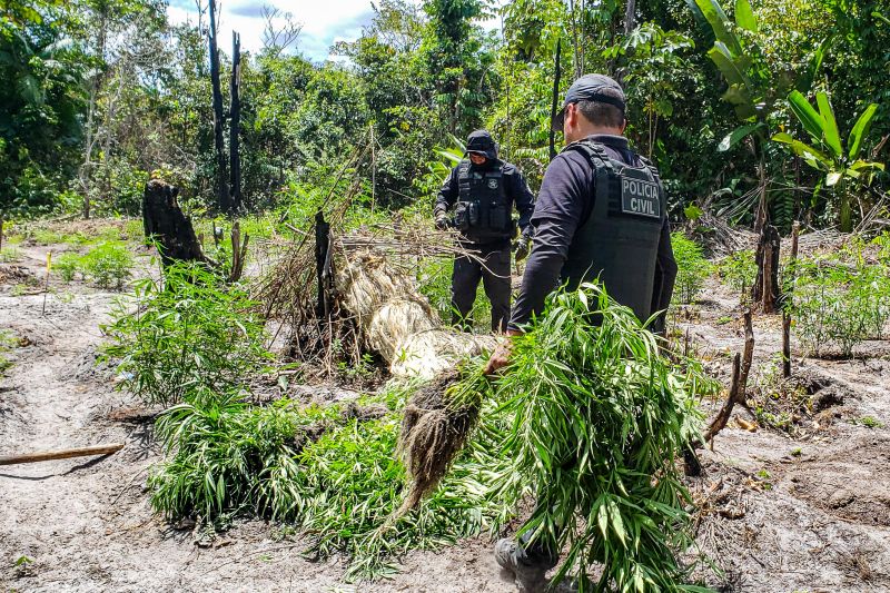 Polícia Civil destrói mais de 200 t de maconha durante operação Colheita Maldita II <div class='credito_fotos'>Foto: Leandro Santana / Ascom PCPA   |   <a href='/midias/2020/originais/6716_d0b97023-abd4-f97f-c48a-0578feaeb01c.jpg' download><i class='fa-solid fa-download'></i> Download</a></div>