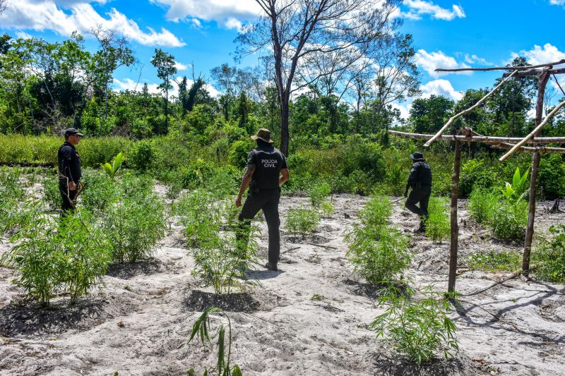 Polícia Civil destrói mais de 200 t de maconha durante operação Colheita Maldita II <div class='credito_fotos'>Foto: Leandro Santana / Ascom PCPA   |   <a href='/midias/2020/originais/6716_d2194aa1-be39-b0cf-6f47-05fd541b62e3.jpg' download><i class='fa-solid fa-download'></i> Download</a></div>