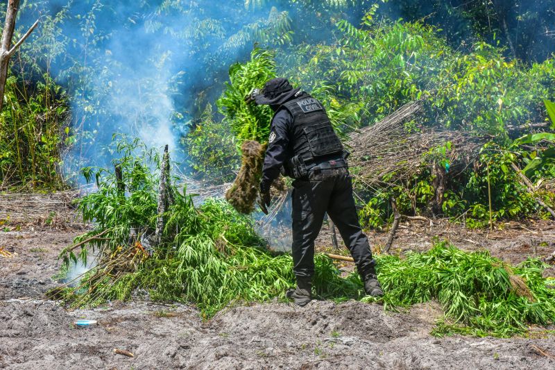 Polícia Civil destrói mais de 200 t de maconha durante operação Colheita Maldita II <div class='credito_fotos'>Foto: Leandro Santana / Ascom PCPA   |   <a href='/midias/2020/originais/6716_d4f71a6c-7ec9-85c3-a789-45d267bde4b8.jpg' download><i class='fa-solid fa-download'></i> Download</a></div>