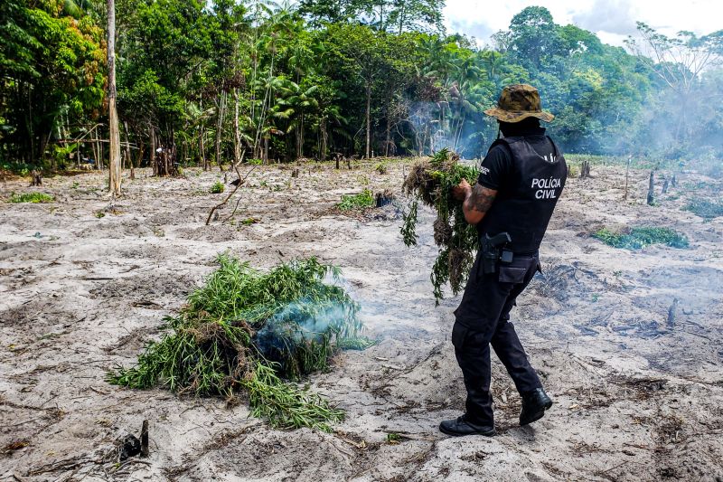 Polícia Civil destrói mais de 200 t de maconha durante operação Colheita Maldita II <div class='credito_fotos'>Foto: Leandro Santana / Ascom PCPA   |   <a href='/midias/2020/originais/6716_d7c06e96-f892-f100-09cc-9a4d3c8609b0.jpg' download><i class='fa-solid fa-download'></i> Download</a></div>