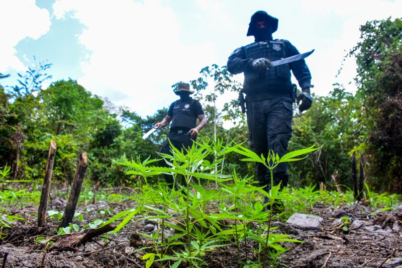 Polícia Civil destrói mais de 200 t de maconha durante operação Colheita Maldita II <div class='credito_fotos'>Foto: Leandro Santana / Ascom PCPA   |   <a href='/midias/2020/originais/6716_dd75b86b-c175-07f4-2bc7-1793a56ff132.jpg' download><i class='fa-solid fa-download'></i> Download</a></div>