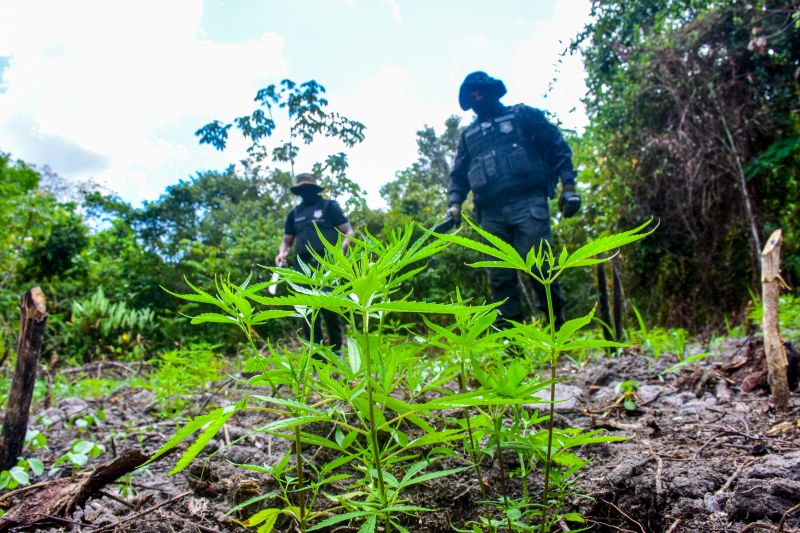 Polícia Civil destrói mais de 200 t de maconha durante operação Colheita Maldita II <div class='credito_fotos'>Foto: Leandro Santana / Ascom PCPA   |   <a href='/midias/2020/originais/6716_dd8e5692-6468-fd2a-3c98-93df263c8f41.jpg' download><i class='fa-solid fa-download'></i> Download</a></div>