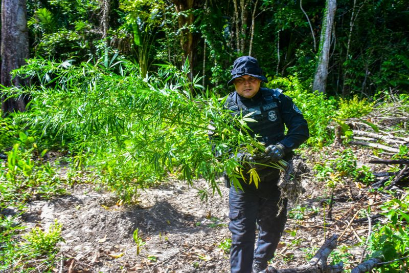 Polícia Civil destrói mais de 200 t de maconha durante operação Colheita Maldita II <div class='credito_fotos'>Foto: Leandro Santana / Ascom PCPA   |   <a href='/midias/2020/originais/6716_ddcb8be7-a337-508b-62d1-eca00a7f36f8.jpg' download><i class='fa-solid fa-download'></i> Download</a></div>