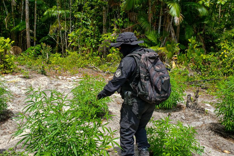 Polícia Civil destrói mais de 200 t de maconha durante operação Colheita Maldita II <div class='credito_fotos'>Foto: Leandro Santana / Ascom PCPA   |   <a href='/midias/2020/originais/6716_e7bebd9d-44bd-4c84-8101-227a22b487db.jpg' download><i class='fa-solid fa-download'></i> Download</a></div>