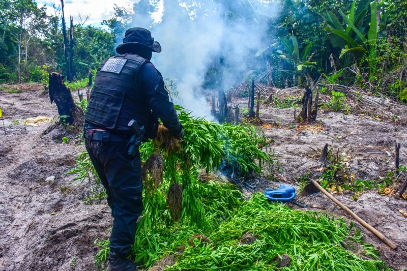 Polícia Civil destrói mais de 200 t de maconha durante operação Colheita Maldita II <div class='credito_fotos'>Foto: Leandro Santana / Ascom PCPA   |   <a href='/midias/2020/originais/6716_e8249927-ddad-4fac-d8f5-a635daec5c13.jpg' download><i class='fa-solid fa-download'></i> Download</a></div>