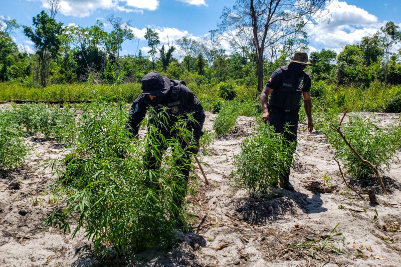 Polícia Civil destrói mais de 200 t de maconha durante operação Colheita Maldita II <div class='credito_fotos'>Foto: Leandro Santana / Ascom PCPA   |   <a href='/midias/2020/originais/6716_eba93b11-053b-666d-30f5-963bf18f5431.jpg' download><i class='fa-solid fa-download'></i> Download</a></div>