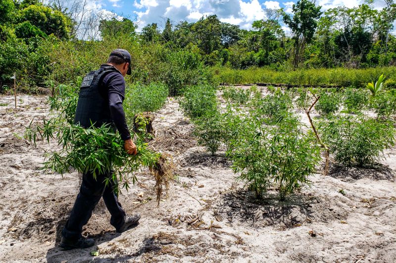 Polícia Civil destrói mais de 200 t de maconha durante operação Colheita Maldita II <div class='credito_fotos'>Foto: Leandro Santana / Ascom PCPA   |   <a href='/midias/2020/originais/6716_efcd1413-28f6-c6ae-c060-d9bdcc14b87d.jpg' download><i class='fa-solid fa-download'></i> Download</a></div>