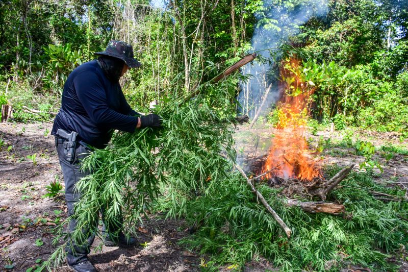 Polícia Civil destrói mais de 200 t de maconha durante operação Colheita Maldita II <div class='credito_fotos'>Foto: Leandro Santana / Ascom PCPA   |   <a href='/midias/2020/originais/6716_f41cfdef-573a-dd0d-a52a-138f4c3a1cc1.jpg' download><i class='fa-solid fa-download'></i> Download</a></div>