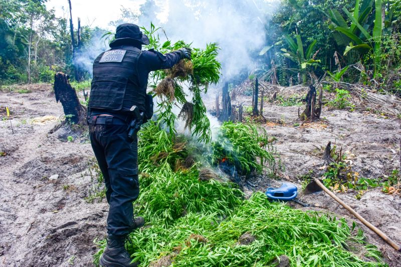 Polícia Civil destrói mais de 200 t de maconha durante operação Colheita Maldita II <div class='credito_fotos'>Foto: Leandro Santana / Ascom PCPA   |   <a href='/midias/2020/originais/6716_f8a883c9-d9a8-0efb-e824-a64230b1b865.jpg' download><i class='fa-solid fa-download'></i> Download</a></div>