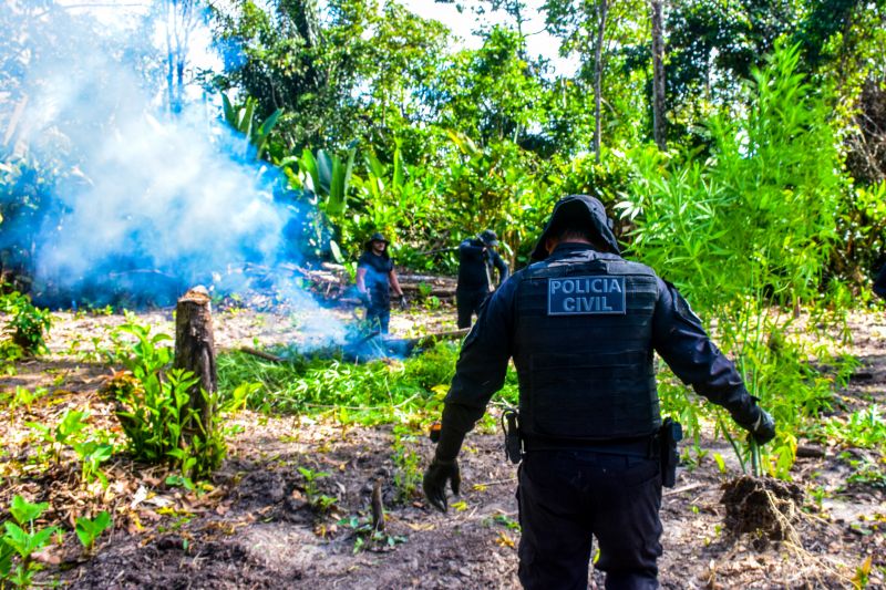 Polícia Civil destrói mais de 200 t de maconha durante operação Colheita Maldita II <div class='credito_fotos'>Foto: Leandro Santana / Ascom PCPA   |   <a href='/midias/2020/originais/6716_ff19327d-df49-c46f-f132-5ed1da860b42.jpg' download><i class='fa-solid fa-download'></i> Download</a></div>