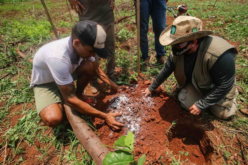  <div class='credito_fotos'>Foto: Alex Ribeiro / Ag. Pará   |   <a href='/midias/2020/originais/6948_71f3fa7c-bd3d-a24b-971d-03fa8881280f.jpg' download><i class='fa-solid fa-download'></i> Download</a></div>