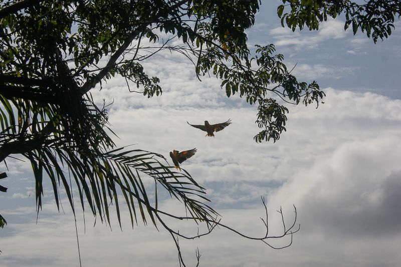  <div class='credito_fotos'>Foto: Marcelo Seabra / Ag. Pará   |   <a href='/midias/2020/originais/7107_0f5481ec-1cbe-dc9f-c055-096bb3fc9a4c.jpg' download><i class='fa-solid fa-download'></i> Download</a></div>