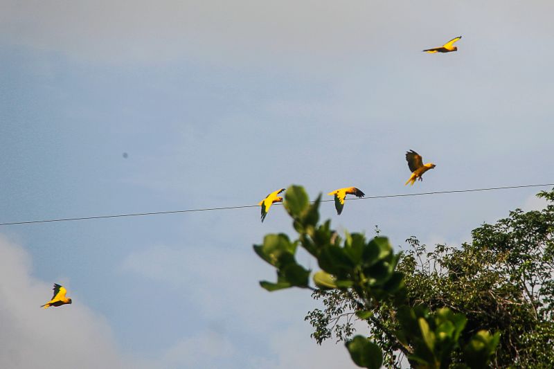  <div class='credito_fotos'>Foto: Marcelo Seabra / Ag. Pará   |   <a href='/midias/2020/originais/7107_28c94a3b-ce0d-6f0f-c97b-78a9e5bfe209.jpg' download><i class='fa-solid fa-download'></i> Download</a></div>