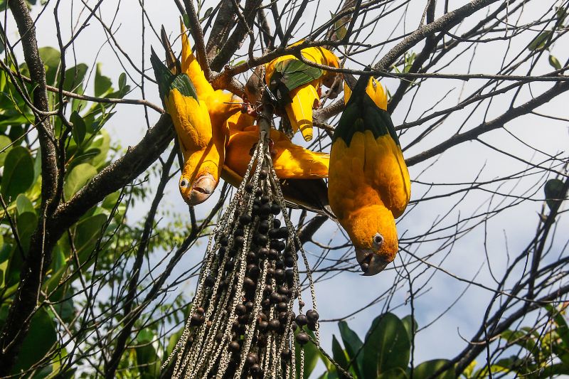  <div class='credito_fotos'>Foto: Marcelo Seabra / Ag. Pará   |   <a href='/midias/2020/originais/7107_75988778-29ef-5aa4-fcc5-8008e8b2f0c4.jpg' download><i class='fa-solid fa-download'></i> Download</a></div>