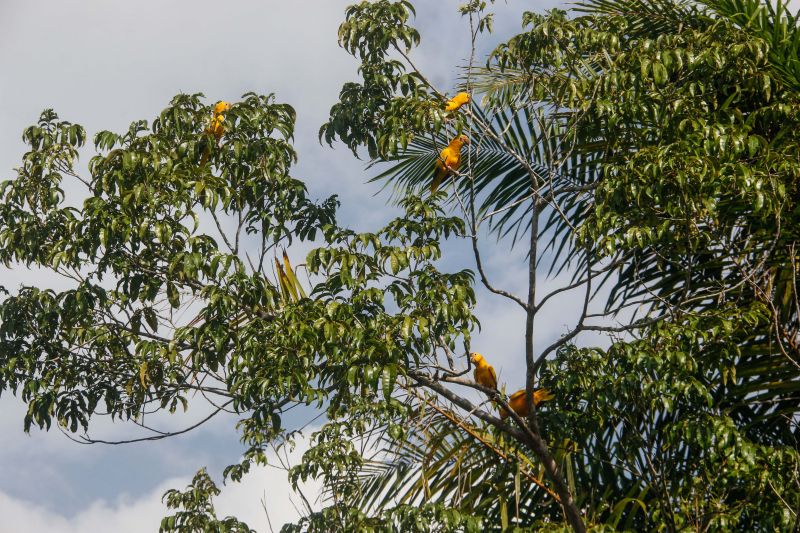  <div class='credito_fotos'>Foto: Marcelo Seabra / Ag. Pará   |   <a href='/midias/2020/originais/7107_9f335b94-f41a-ccd4-7530-6154ddb1f054.jpg' download><i class='fa-solid fa-download'></i> Download</a></div>