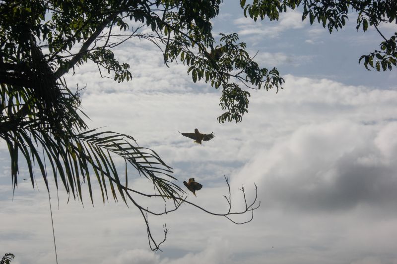  <div class='credito_fotos'>Foto: Marcelo Seabra / Ag. Pará   |   <a href='/midias/2020/originais/7107_c914c61c-9071-cf17-f239-80a383e2b5e5.jpg' download><i class='fa-solid fa-download'></i> Download</a></div>