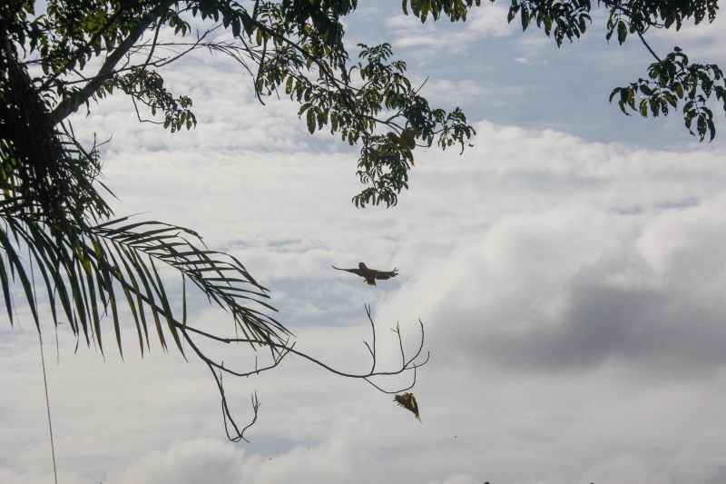  <div class='credito_fotos'>Foto: Marcelo Seabra / Ag. Pará   |   <a href='/midias/2020/originais/7107_f091b532-6a30-16d3-3ab2-4fa640896f39.jpg' download><i class='fa-solid fa-download'></i> Download</a></div>