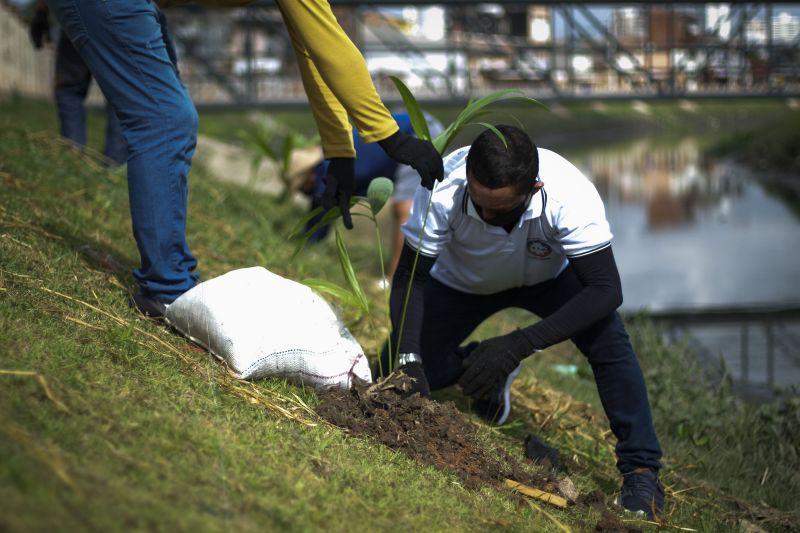 Sedop planta mudas de açaizeiro nas margens do canal do Tucunduba <div class='credito_fotos'>Foto: Pedro Guerreiro / Ag. Pará   |   <a href='/midias/2020/originais/7115_d6d368ea-c34d-e59c-f6f8-d7140fb1132f.jpg' download><i class='fa-solid fa-download'></i> Download</a></div>