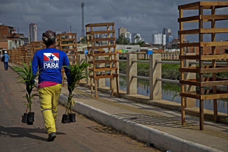 Sedop planta mudas de açaizeiro nas margens do canal do Tucunduba <div class='credito_fotos'>Foto: Pedro Guerreiro / Ag. Pará   |   <a href='/midias/2020/originais/7115_ee12ff2d-8774-9e99-85ef-5c4368deb0b0.jpg' download><i class='fa-solid fa-download'></i> Download</a></div>