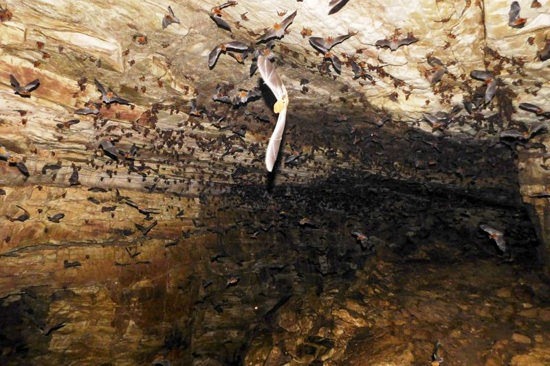 Araguaia possuem um rico Patrimônio Espeleológico, representado por mais de 475 cavernas, com destaque para a Caverna Serra das Andorinhas <div class='credito_fotos'>Foto: ASCOM / IDEFLOR-BIO   |   <a href='/midias/2020/originais/7153_05aa4ad2-8f4d-0f37-cef3-877dc2f96e8e.jpg' download><i class='fa-solid fa-download'></i> Download</a></div>