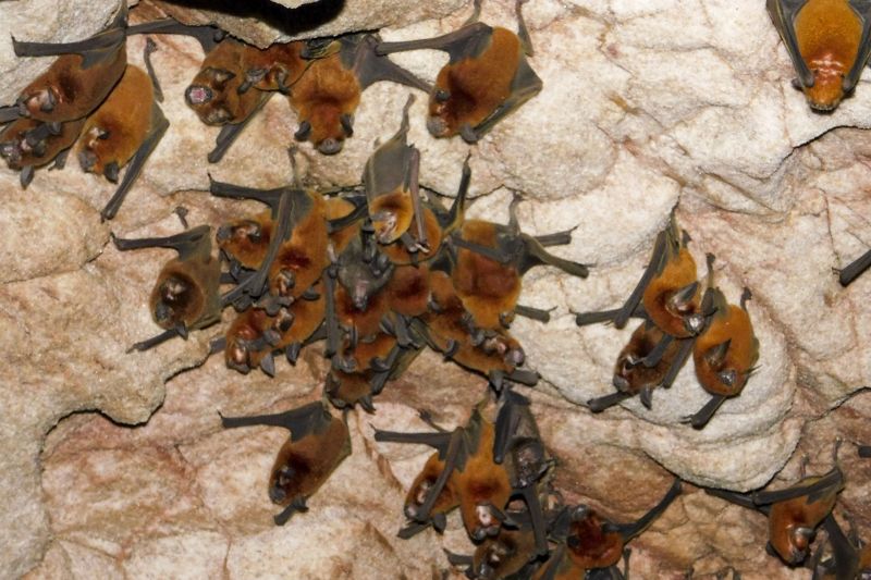 Araguaia possuem um rico Patrimônio Espeleológico, representado por mais de 475 cavernas, com destaque para a Caverna Serra das Andorinhas <div class='credito_fotos'>Foto: ASCOM / IDEFLOR-BIO   |   <a href='/midias/2020/originais/7153_e4b456e6-bef7-3434-b35e-bb7748f3f5b1.jpg' download><i class='fa-solid fa-download'></i> Download</a></div>