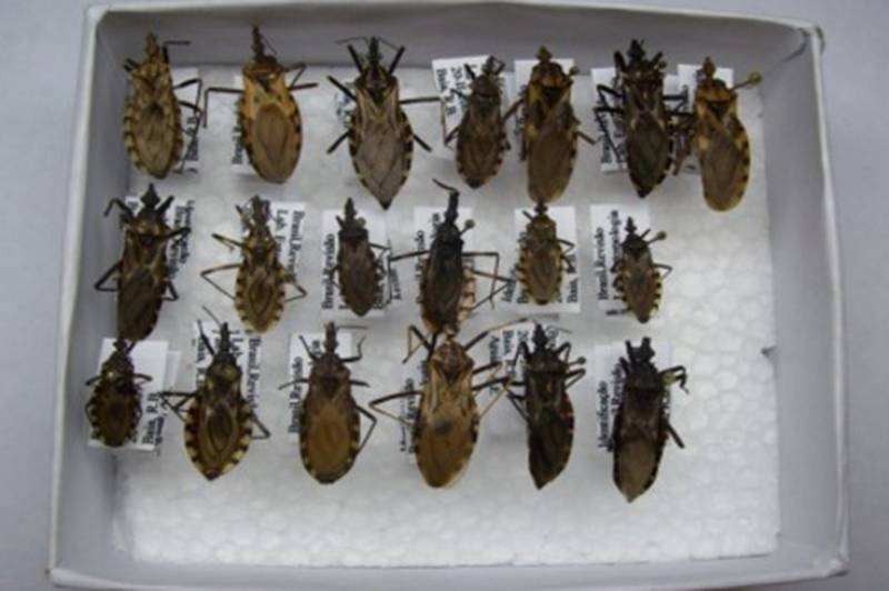 Divisão de Entomologia do Lacen-PA pesquisa e identifica spécies de triatomíneo