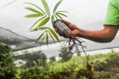 notícia: Estado incentiva ambientes sustentáveis com entrega de 5,5 milhões de sementes e mudas