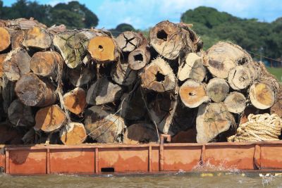 notícia: Semas promove novo leilão de madeiras apreendidas em março