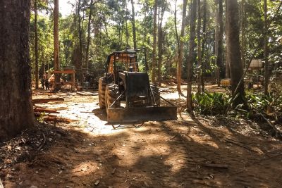 galeria: PM apreende mais de 100 metros cúbicos de madeira explorada ilegalmente