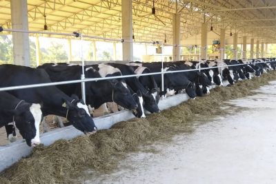 notícia: Técnicos da Emater participam capacitação em pecuária leiteira com o Rio Grande do Sul