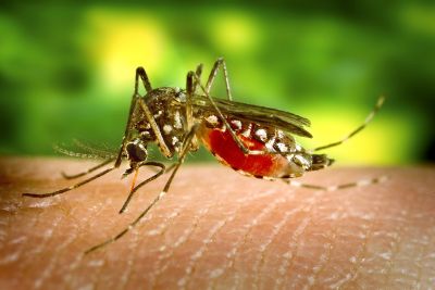 notícia: População deve reforçar vigilância contra o mosquito da dengue