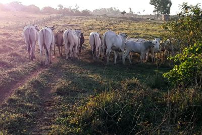notícia: Com apoio da emater, agricultores de Monte Alegre recebem R$ 1 milhão de crédito rural