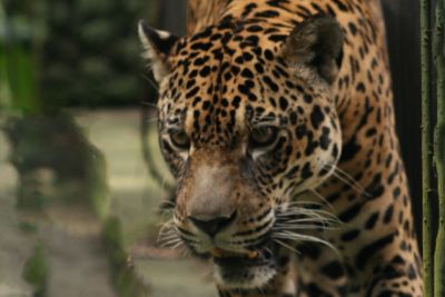 notícia: Pará terá primeiro Centro Estadual de Triagem e Reabilitação de Animais Silvestres