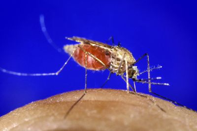 notícia: Pará registra queda de 45% nos casos de malária no primeiro semestre