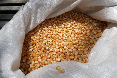 notícia: Agricultores familiares colhem primeira safra de milho de 2020