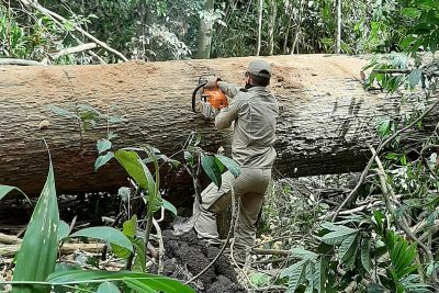 notícia: Operação Amazônia Viva põe fim a desmate em área de Novo Progresso