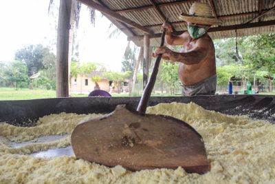 notícia: Com apoio da Emater, agricultor de Bragança produz tradicional farinha de mandioca