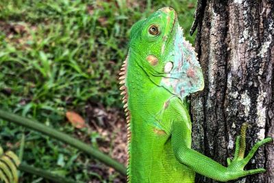notícia: Iguanas recebem cuidados especiais no Mangal das Garças