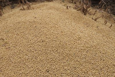 notícia: Soja é o principal produto agro exportado pelo Pará