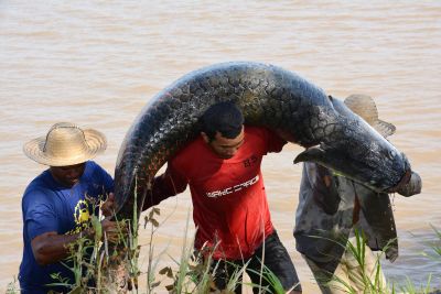 notícia: Sedap incentiva manejo do pirarucu no Baixo Amazonas