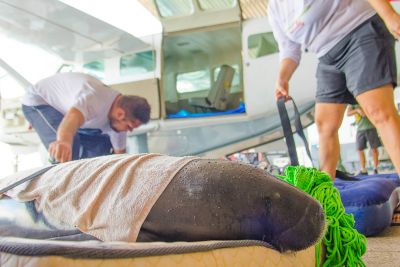 notícia: Graesp transporta peixes-boi para Santarém por compromisso com recursos naturais