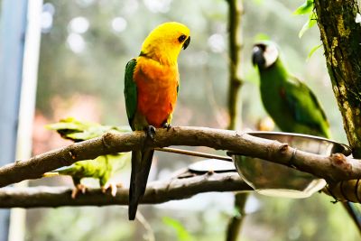 notícia: Governo do Pará destaca importância dos cuidados e da proteção aos animais