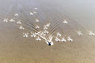 notícia: Forças de segurança garantem sábado tranquilo no trajeto do Círio Fluvial