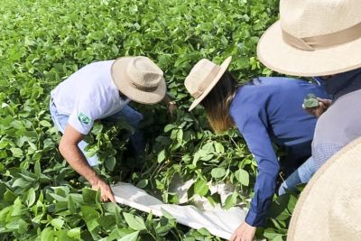 notícia: Agência de Defesa Agropecuária promove treinamento sobre cultivo da soja