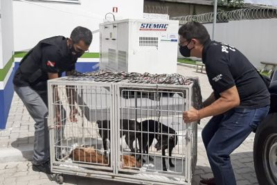 notícia: Polícia Civil resgata três cães e indicia donos pelo crime de maus-tratos