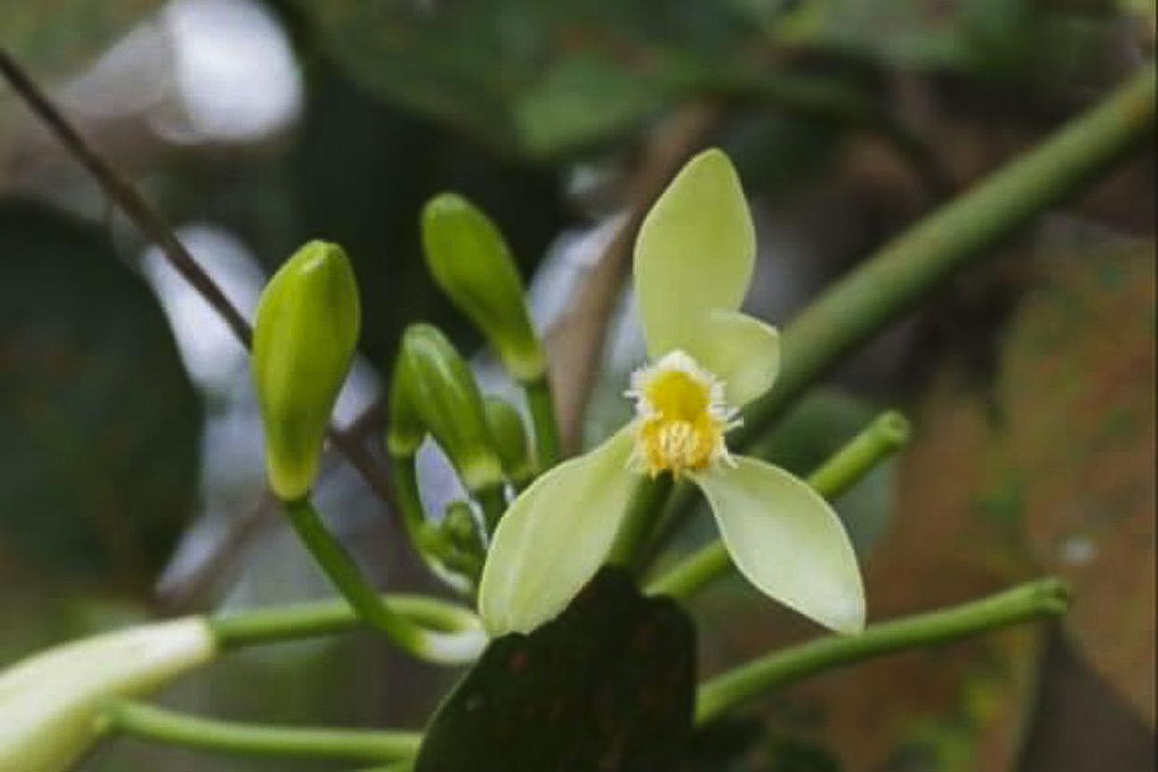 Nova espécie de orquídea é encontrada pela primeira vez no Parque do Utinga  | Agência Pará