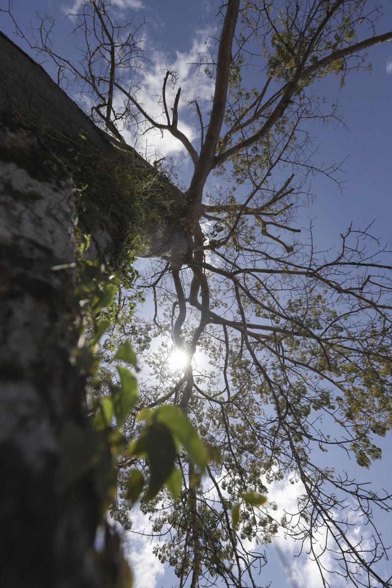  <div class='credito_fotos'>Foto: Pedro Guerreiro / Ag. Pará   |   <a href='/midias/2021/originais/10059_b9a27503-a4d0-d148-98ef-a8cb1259c00f.jpg' download><i class='fa-solid fa-download'></i> Download</a></div>